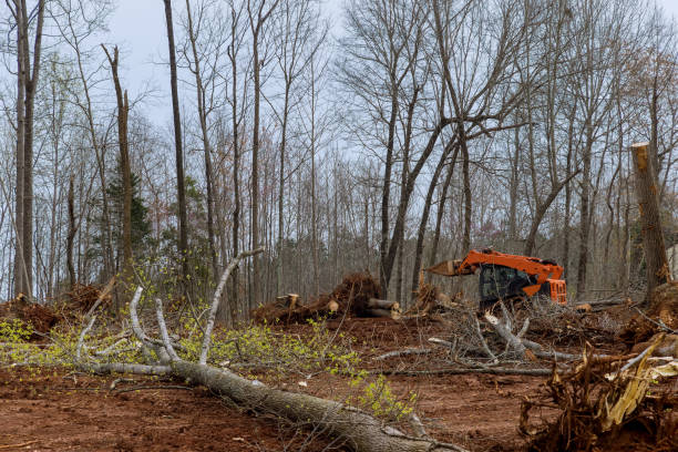 Best Commercial Tree Services  in Affton, MO